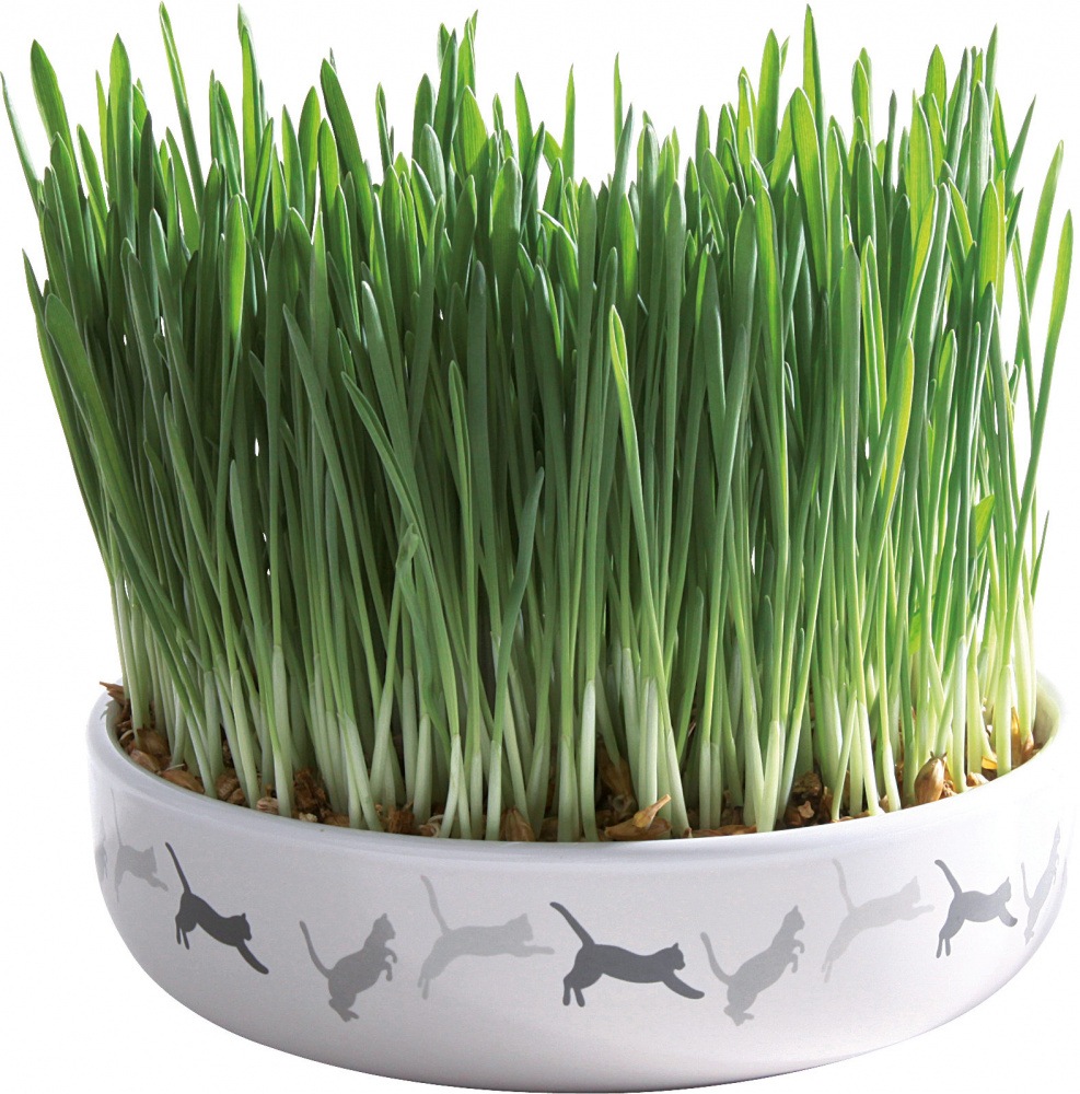 Trixie Ceramic Bowl with Cat Grass - Bowl + 50g Seeds