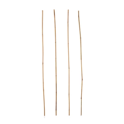 Verve Bamboo Cane 120cm, Pack Of 20
