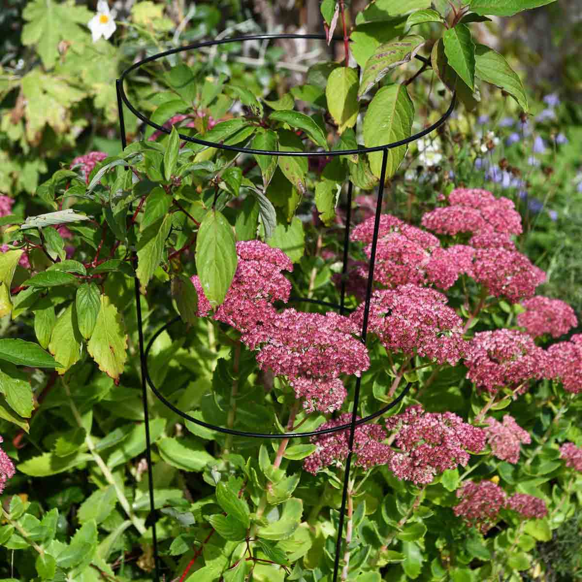 Garden Gear 1 x XL Conical Plant Support H75cms