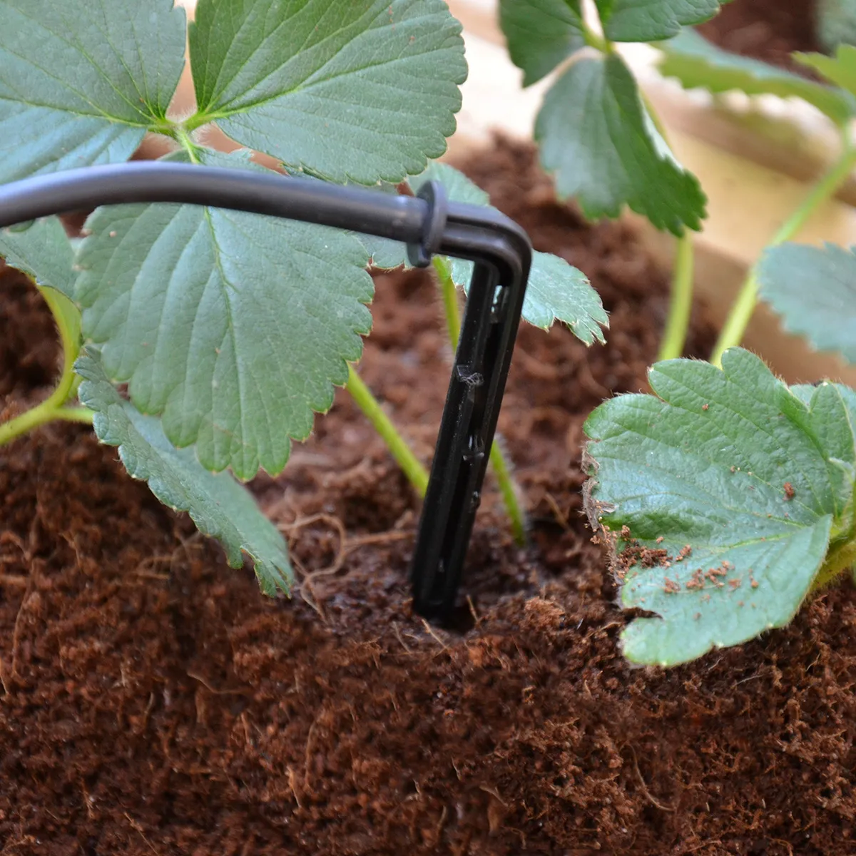 Palram - Canopia Drip Irrigation Kit