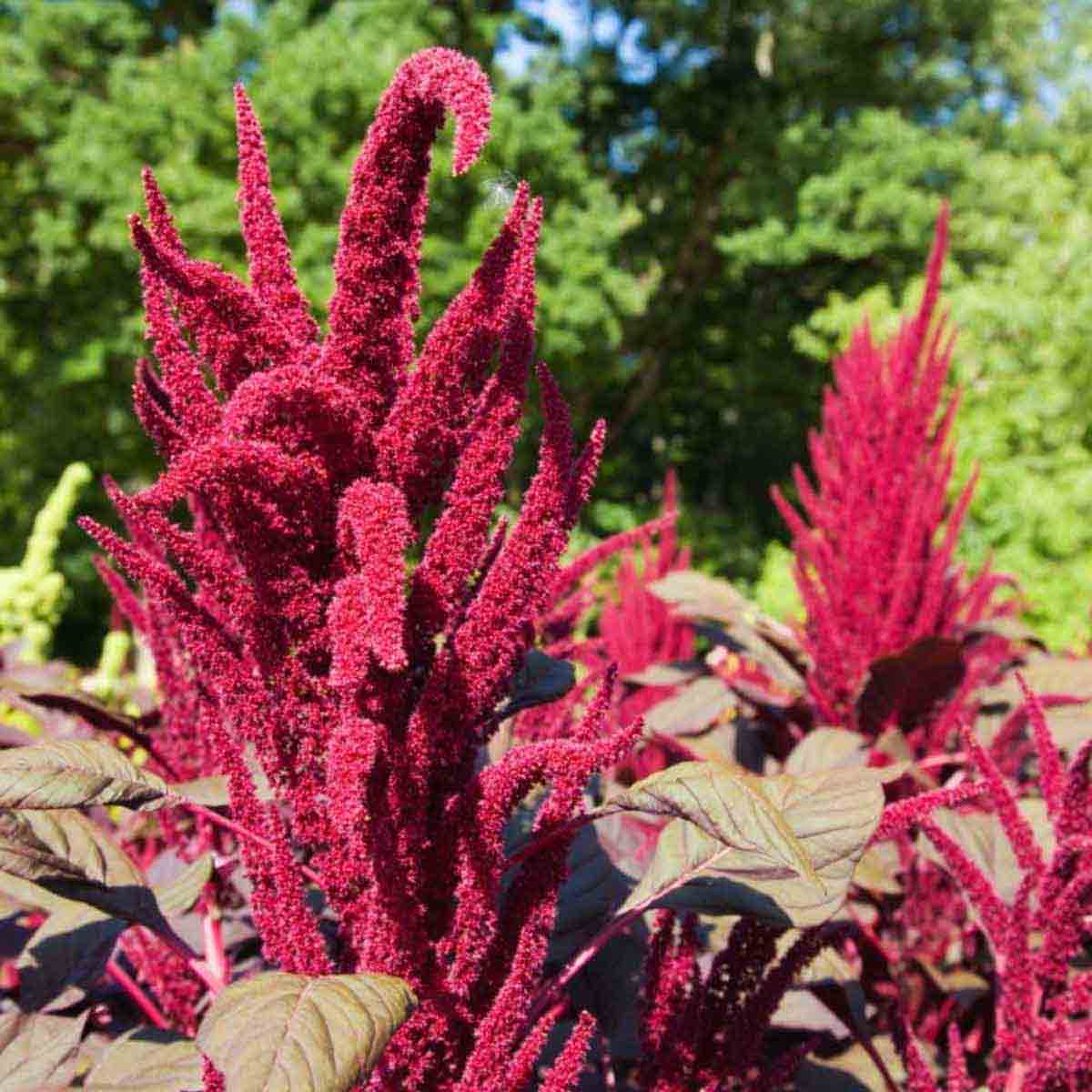 Thompson & Morgan Amaranth Red Garnet 1 Seed Packet