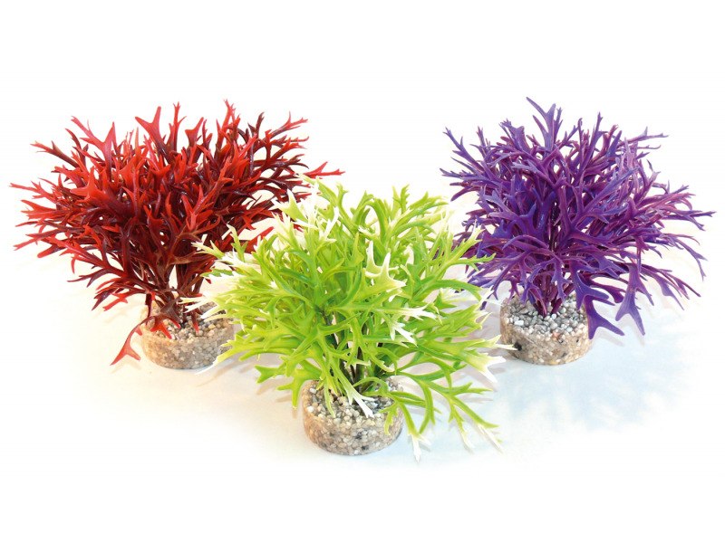 Sydeco Coloured Water Fern Height Aquarium Plant - 25cm