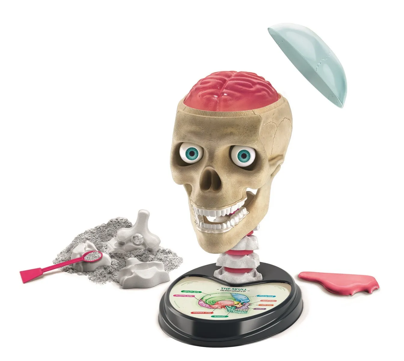 Clementoni Science & Play - Anatomy Lab|