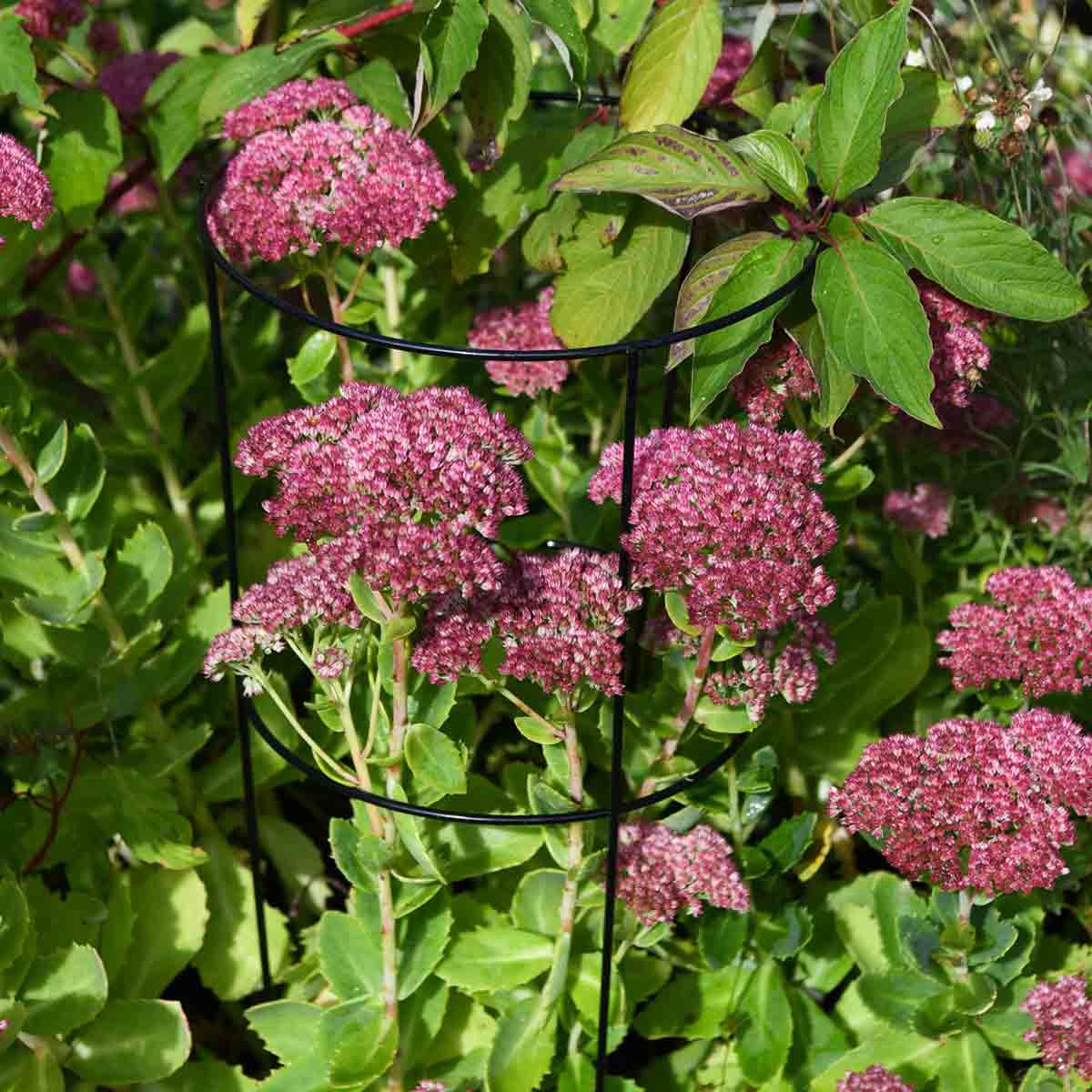 Garden Gear 1 x Large Conical Plant Support H60cms