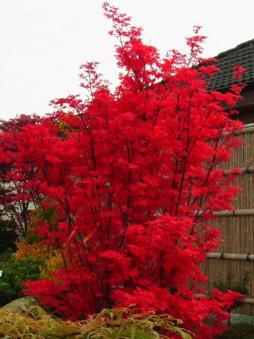 Acer palmatum Skeeters Broom - Japanese Maple