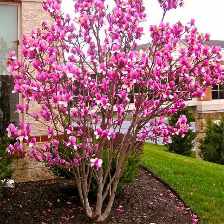 Extra Large 5-6ft Magnolia Rustica Rubra - Tulip Tree