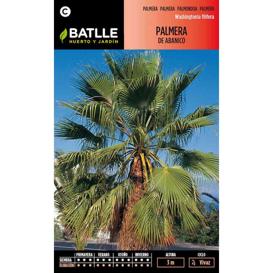 Semillas de Palmera de Abánico