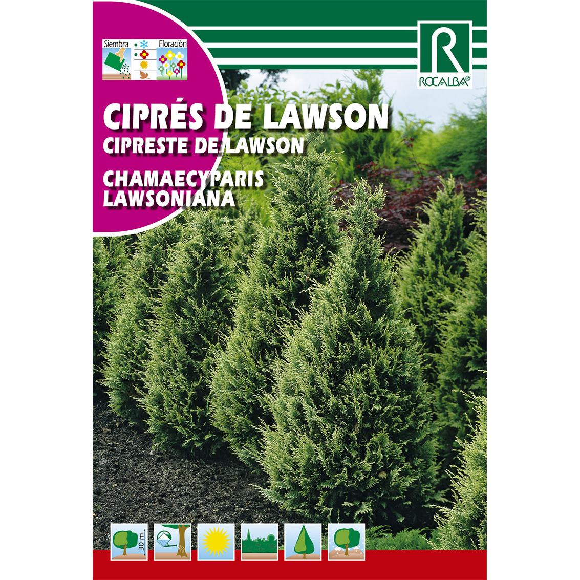 Semillas de Ciprés de lawson Chamaecyparis lawsonian