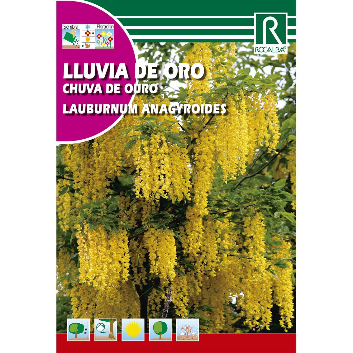 Semillas de Lluvia de oro Laburnum anagyroides-