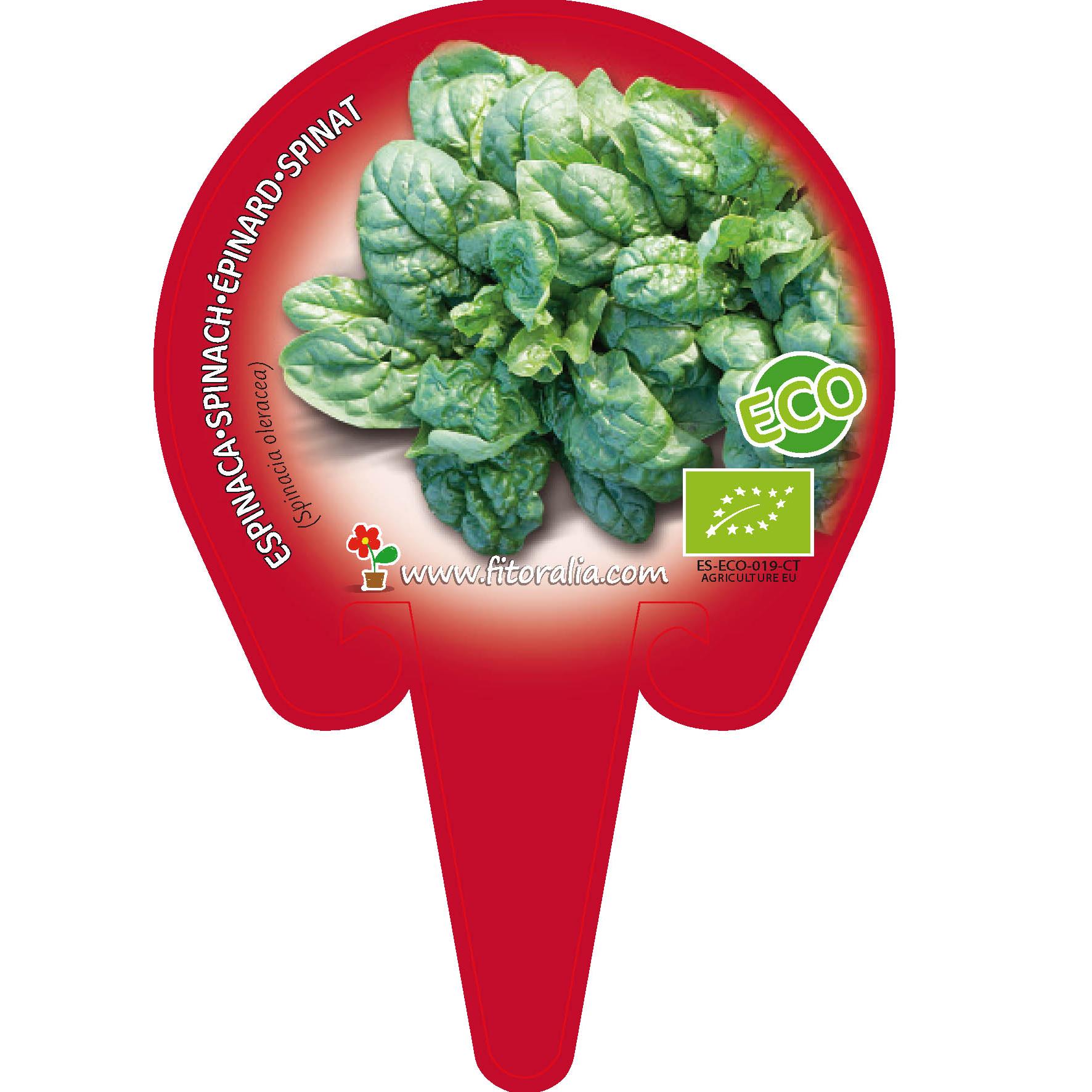 Plantón ecológico de Espinaca maceta 10,5 cm de diámetro