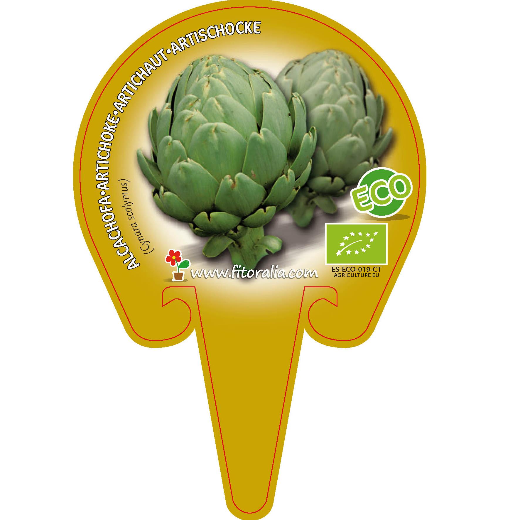 Plantón ecológico de Alcachofa maceta 10,5 cm de diámetro