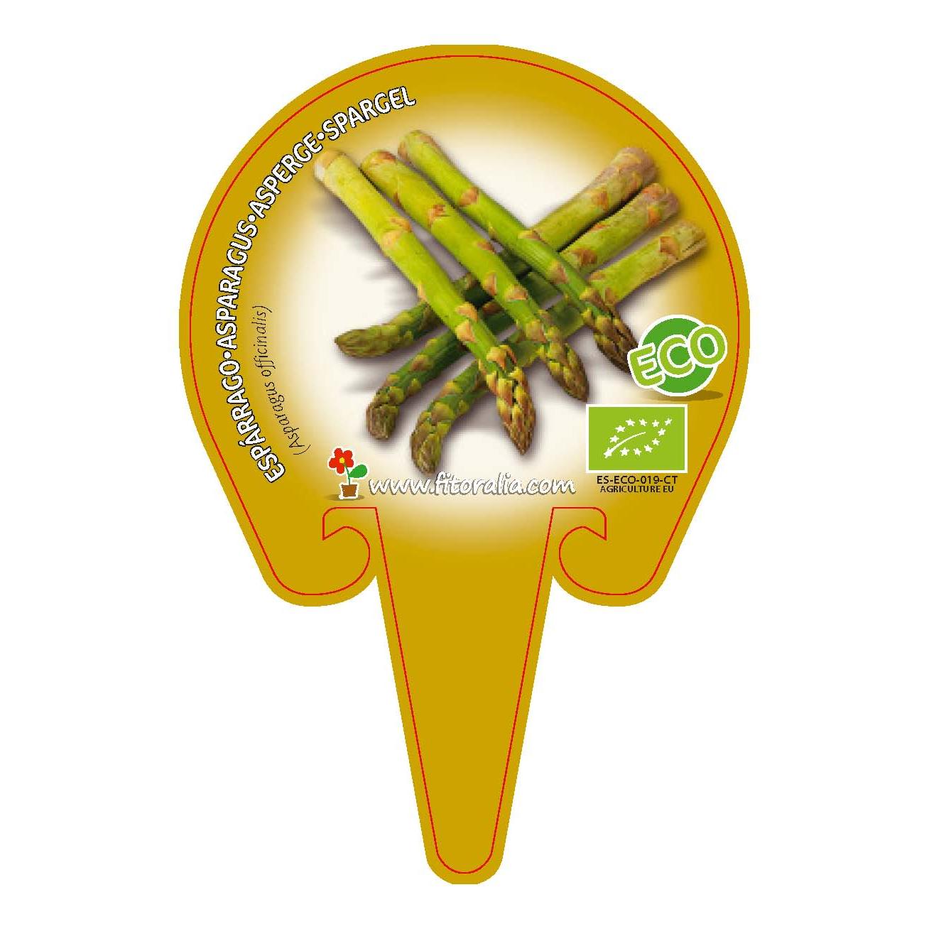 Plantón ecológico de Espárrago maceta 10,5 cm de diámetro