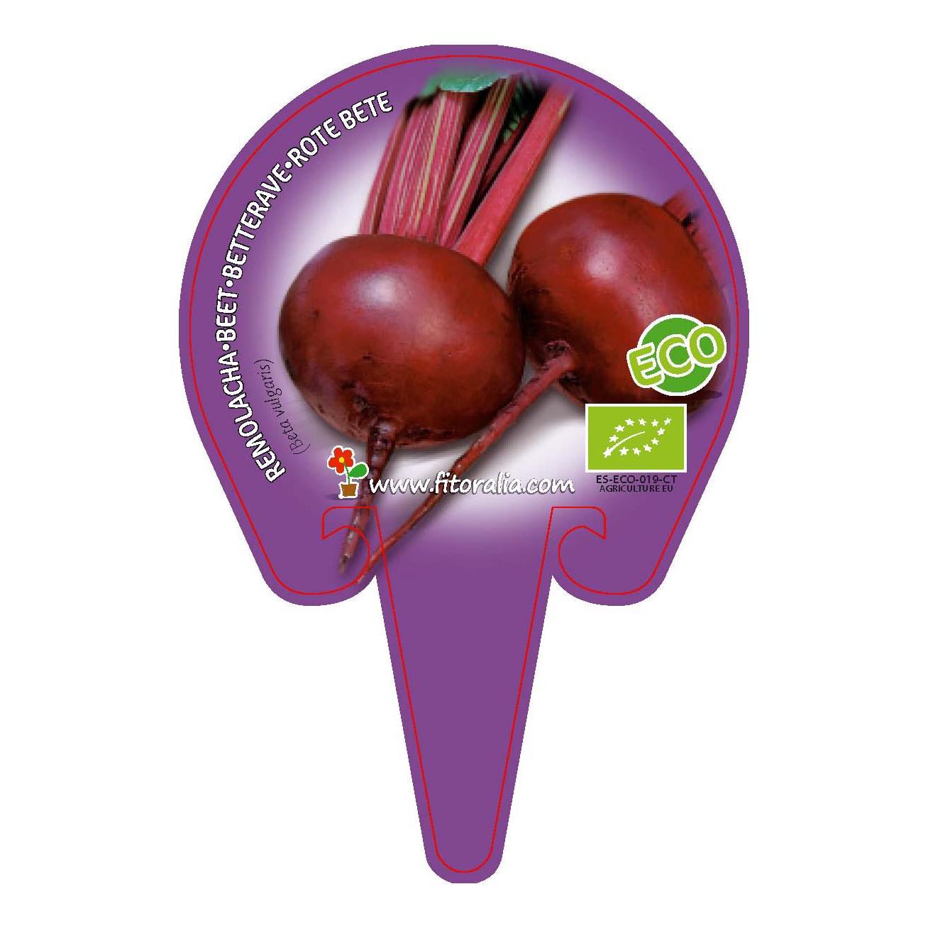 Plantón ecológico de Remolacha maceta 10,5 cm de diámetro