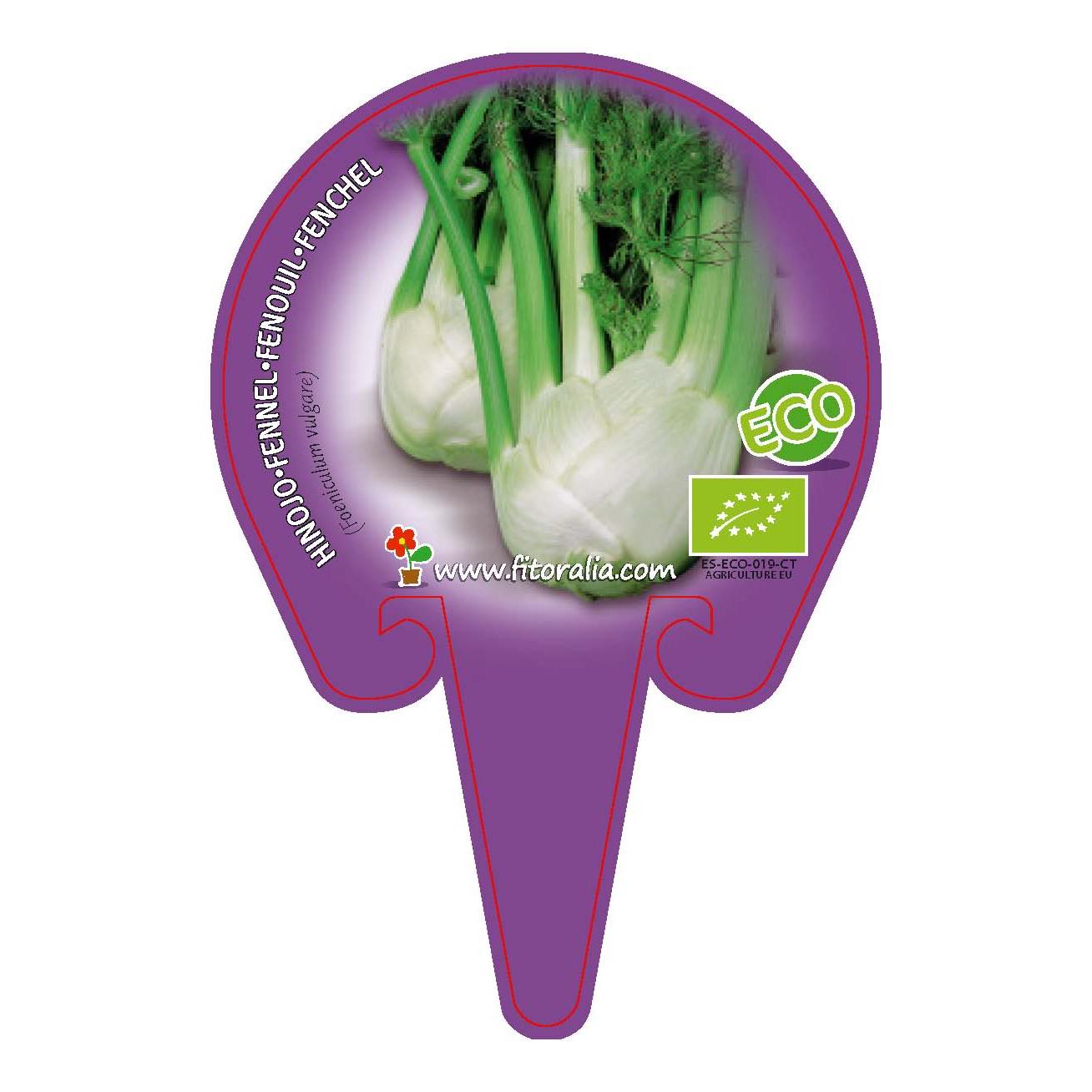 Plantón ecológico de Hinojo maceta 10,5 cm de diámetro