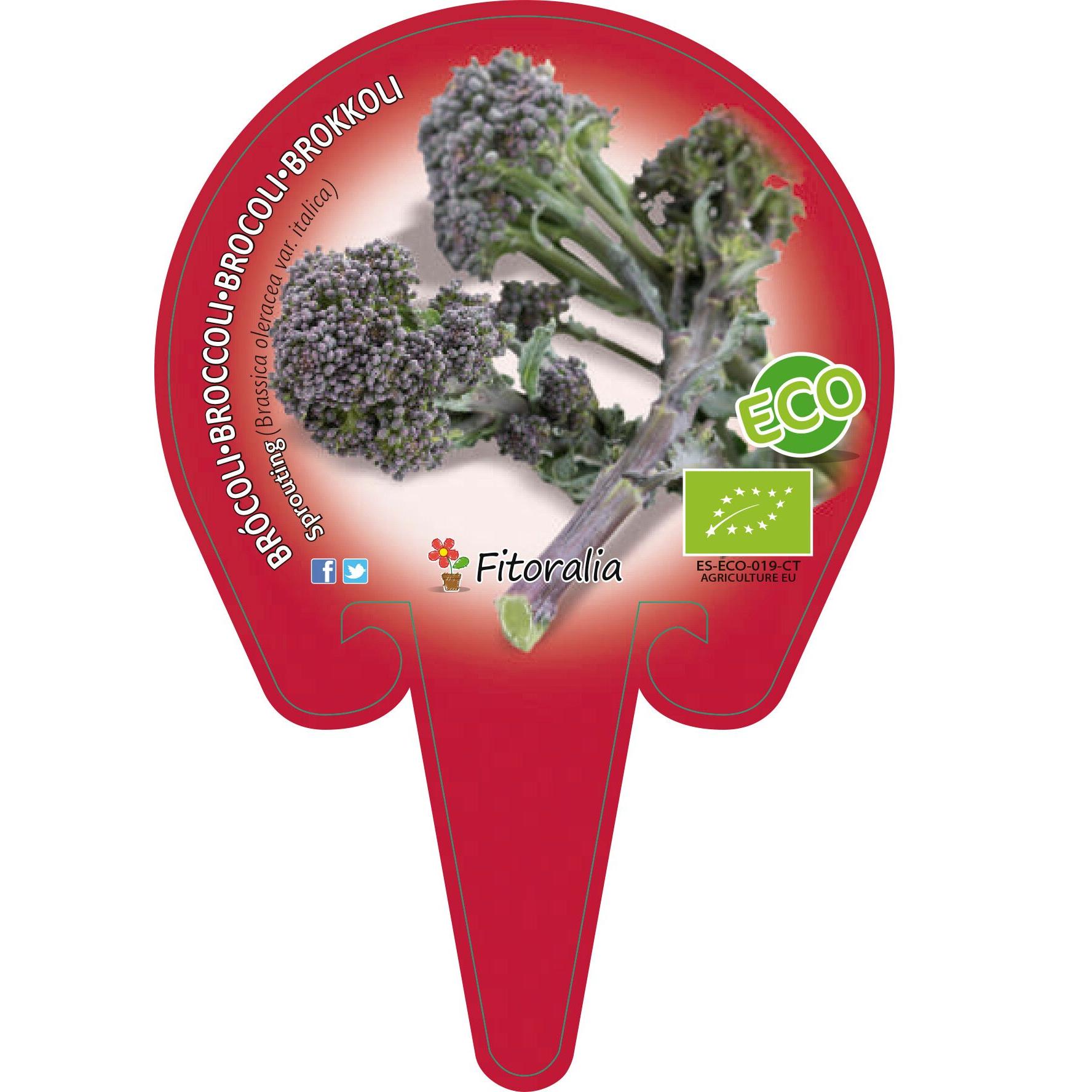 Plantón ecológico de Brócoli sprouting maceta de 10,5 cm de diámetro