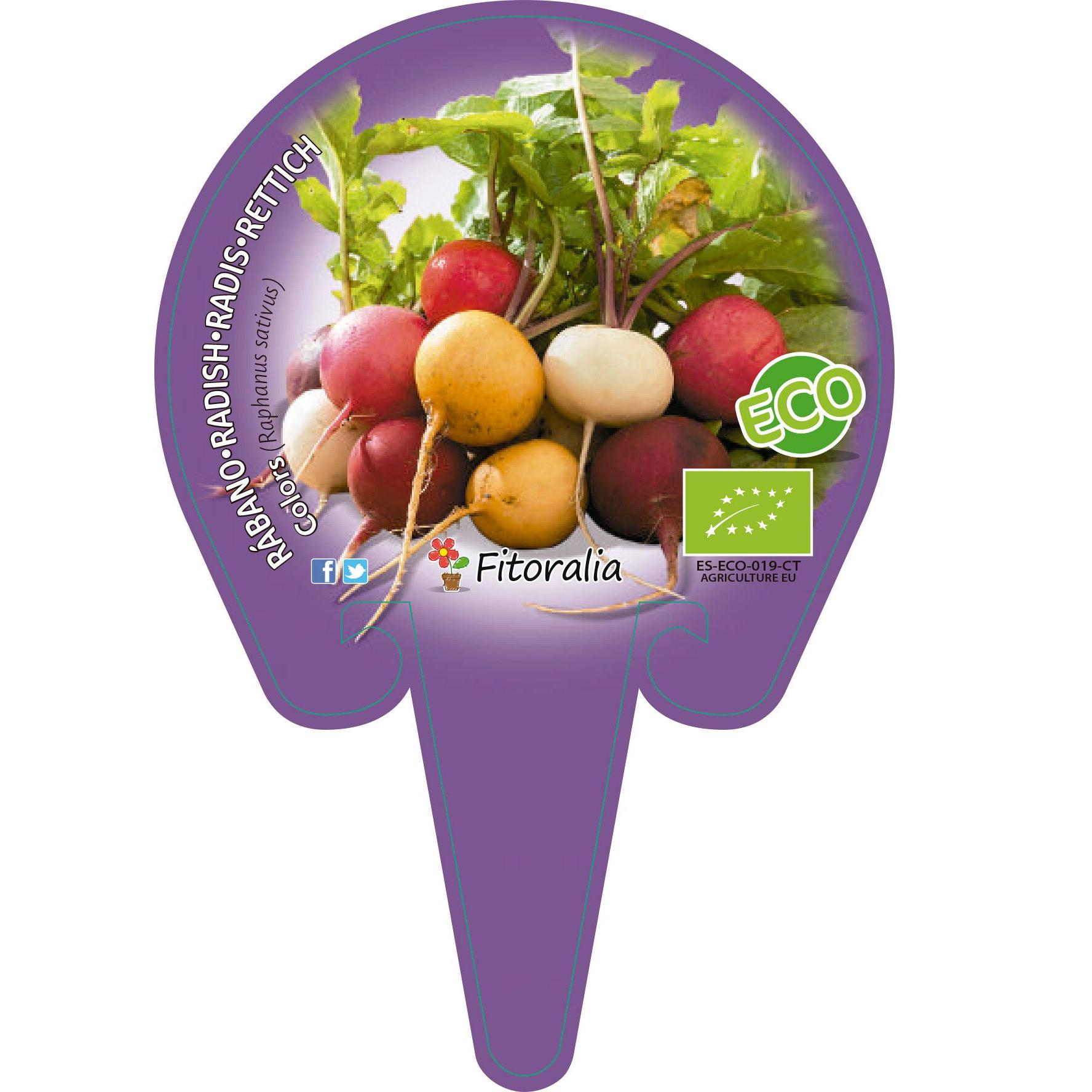 Plantón ecológico de Rábanos de colores maceta 10,5 cm de diámetro