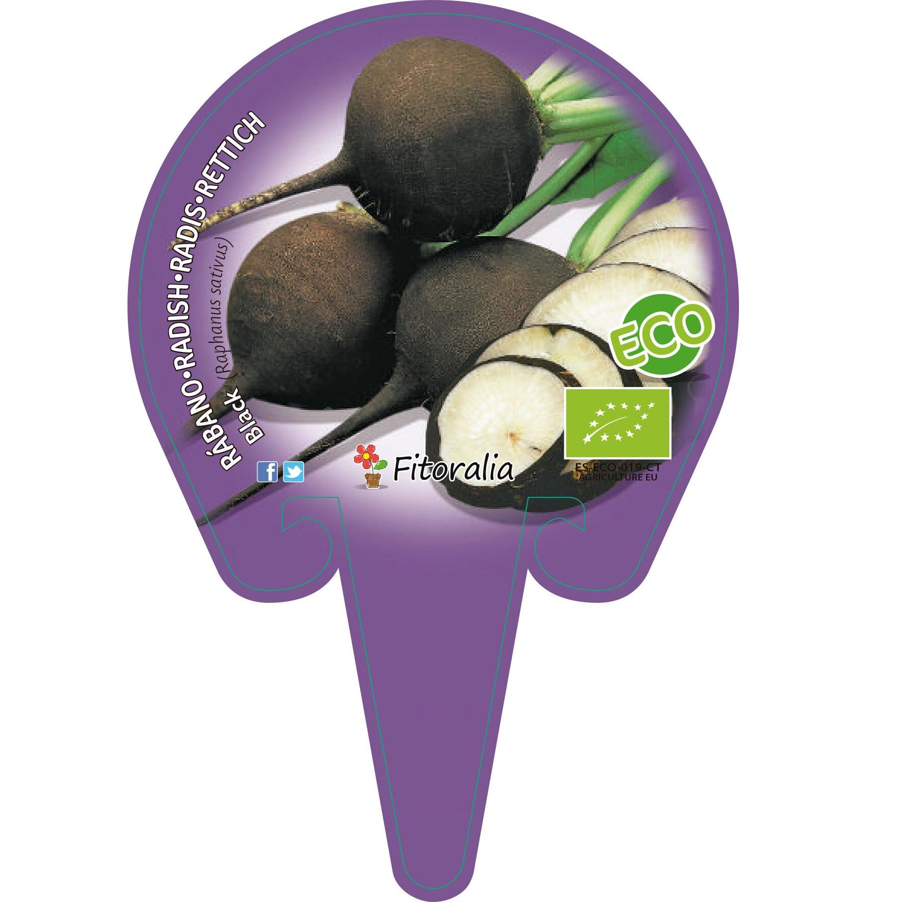 Plantón ecológico de Rábano negro Maceta 10,5 cm de diámetro