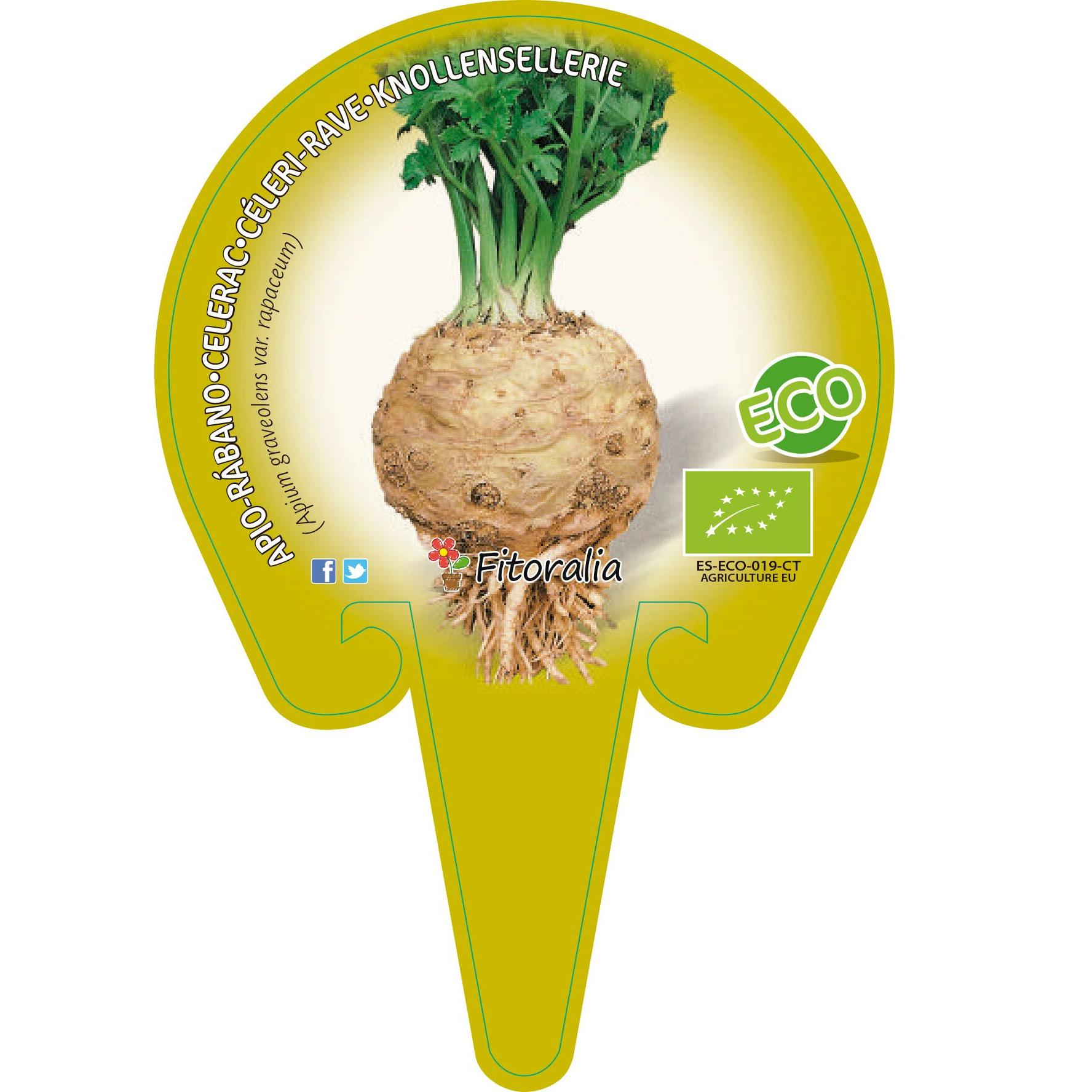 Apio-Rábano maceta de 10,5 cm de diámetro