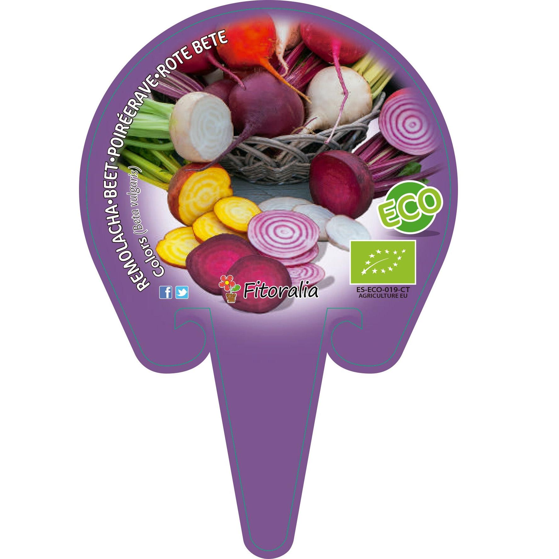 Plantón ecológico de Remolacha Colores maceta 10,5 cm de diámetro