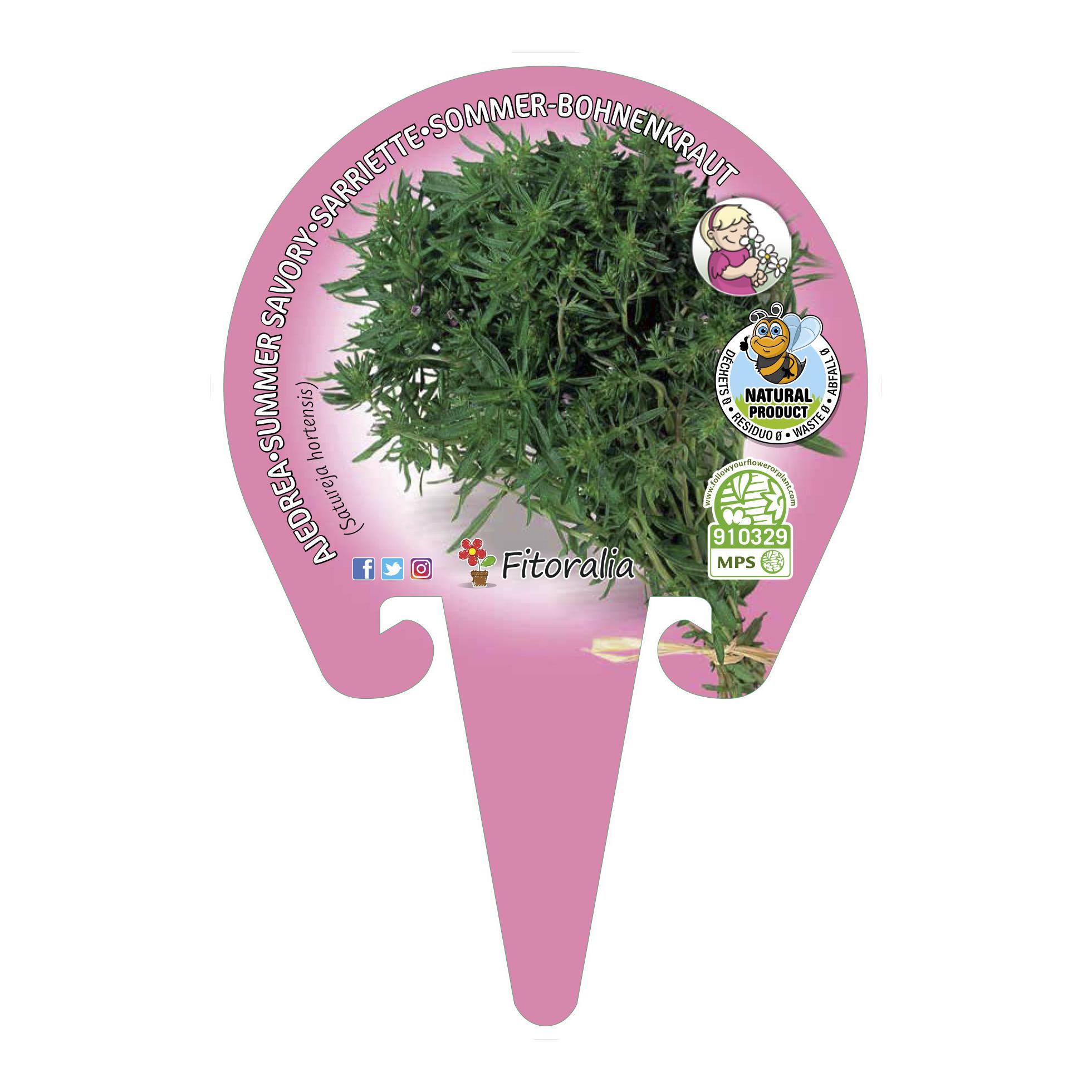 Plantón Natural de Ajedrea maceta 10,5 cm de diámetro