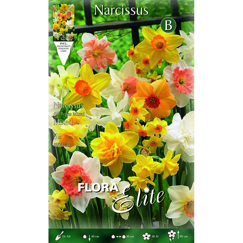 Bulbo Narciso trompeta varios colores Elite 5 ud