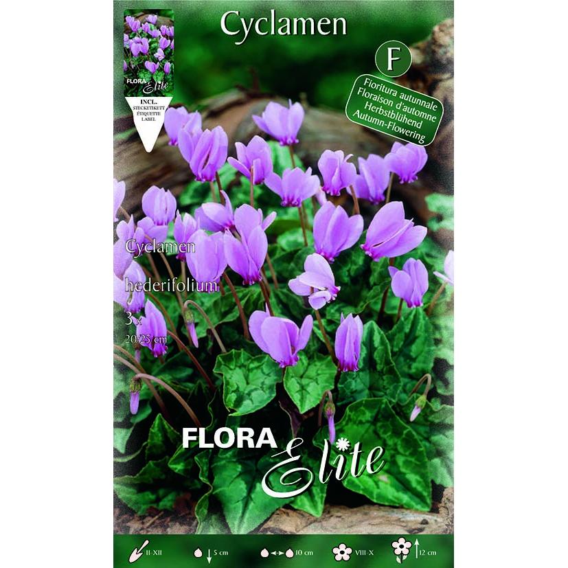 Bulbo Cyclamen hederifolium lila Elite 3ud