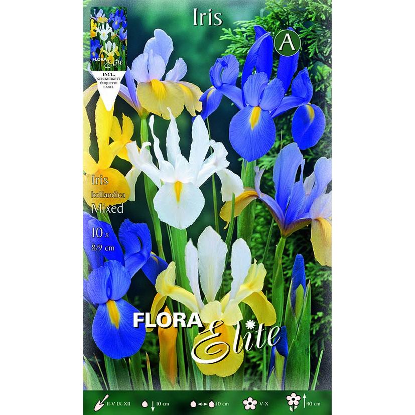 Bulbo Iris Holanda varios colores Elite 10 ud