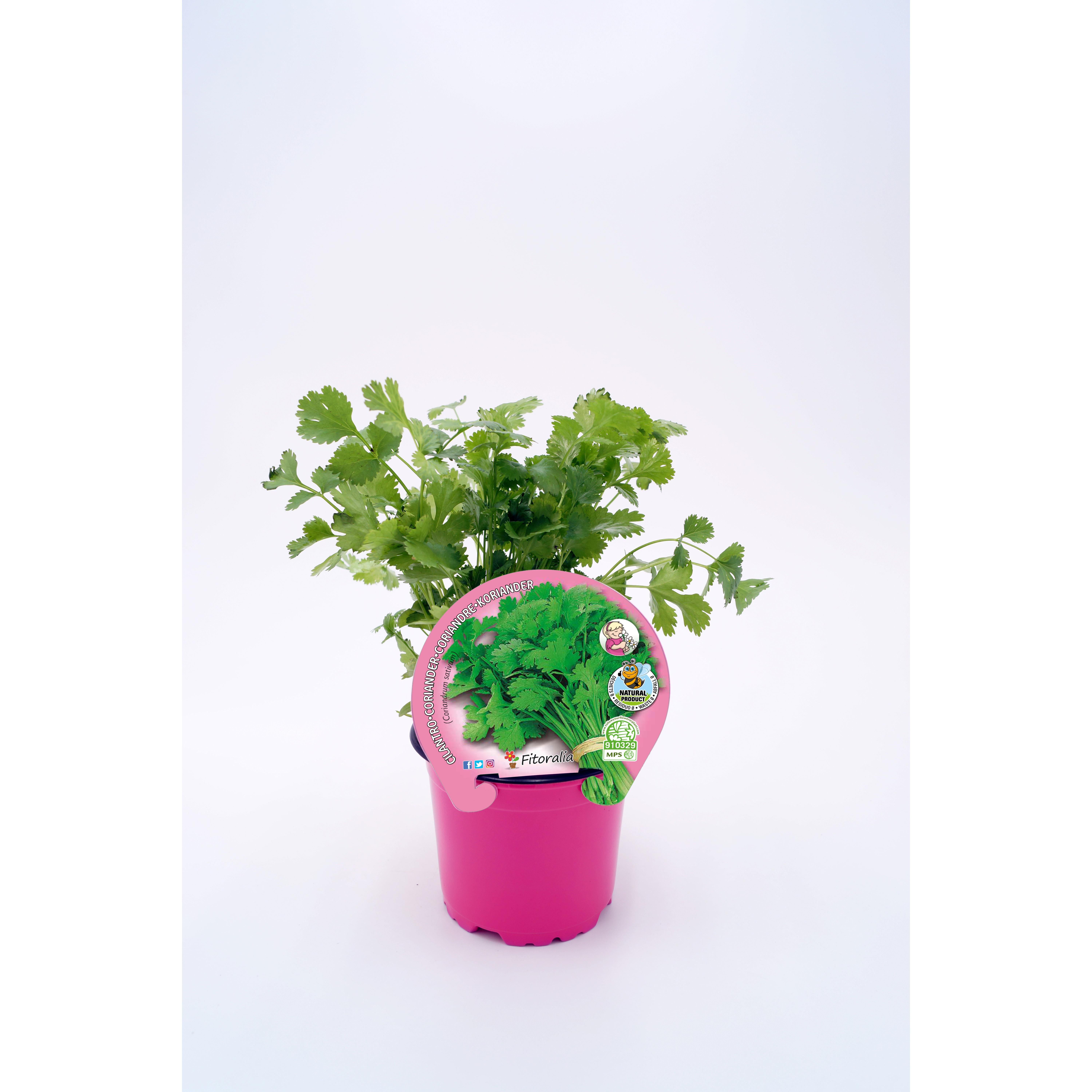Plantón Natural de Cilantro maceta 10,5 cm de diámetro