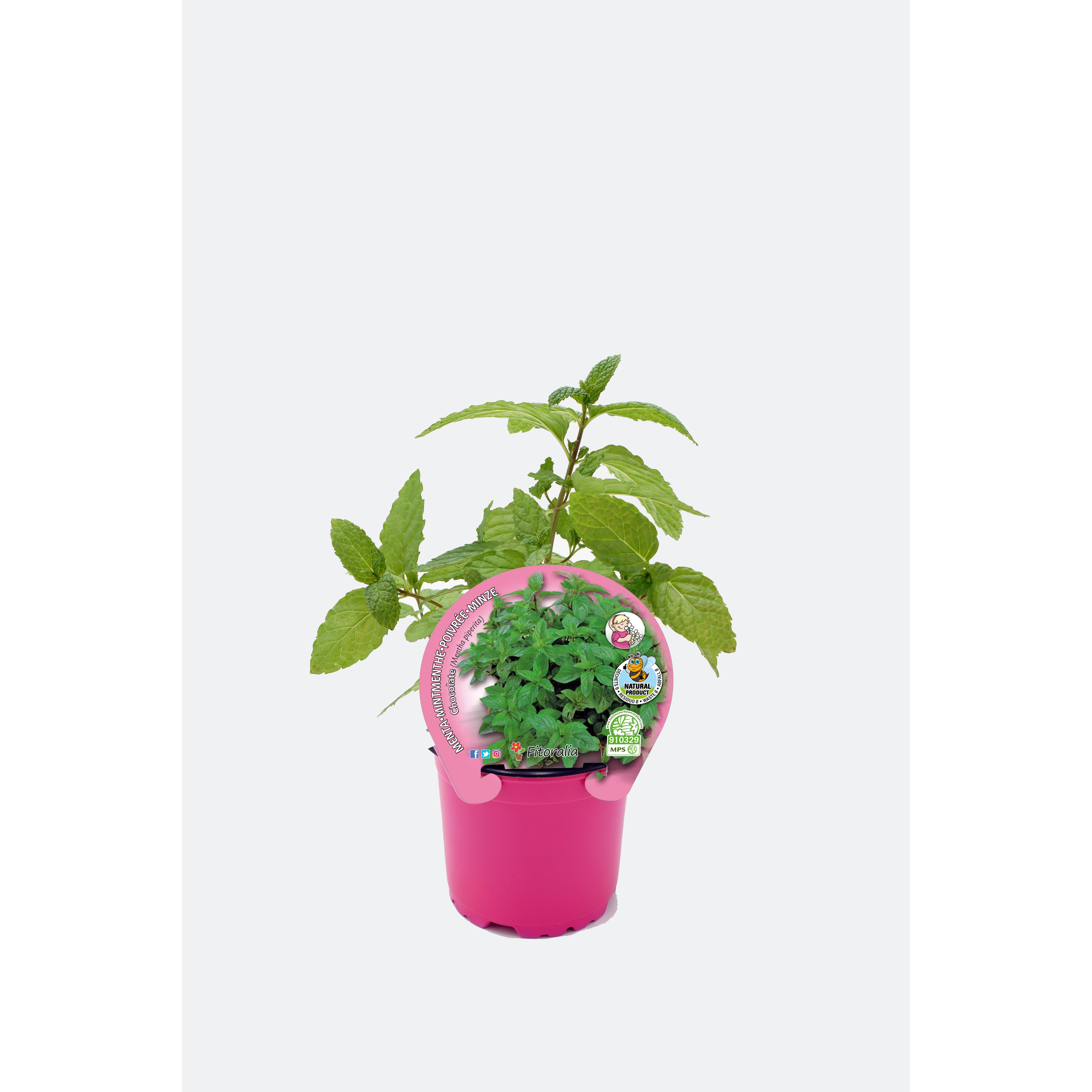 Plantón Natural de Menta Piperita maceta 10,5 cm de diámetro