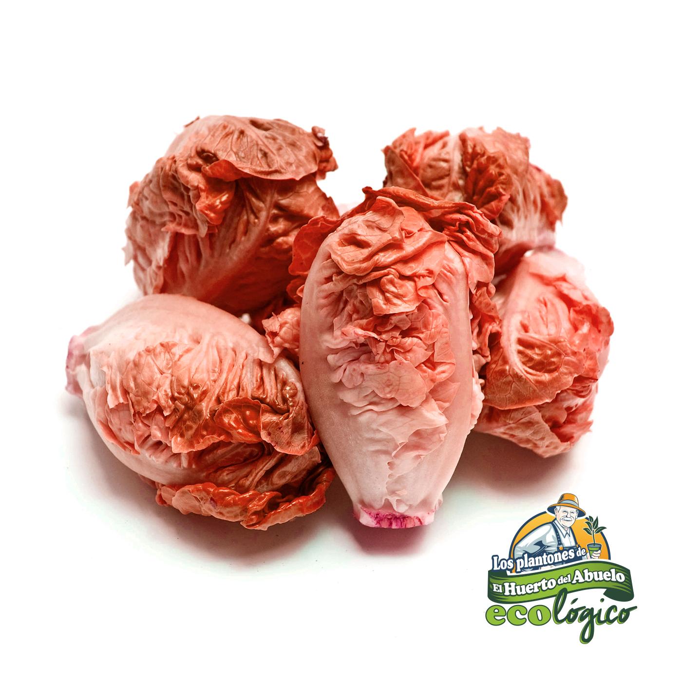Plantón de Lechuga Cogollos Rojos 6 uds. Gama Tradicional.