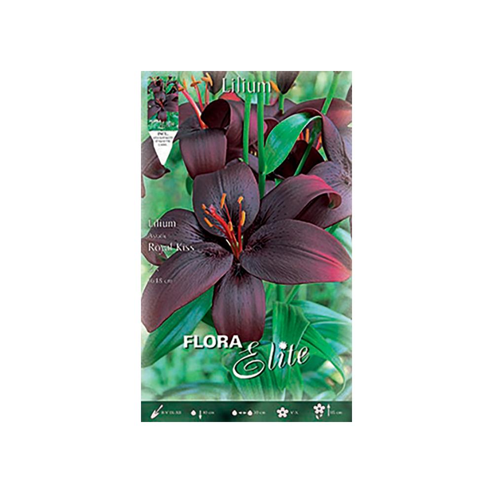 Bulbo Lilium Asiatic Royal Kiss Morado 2 uds.
