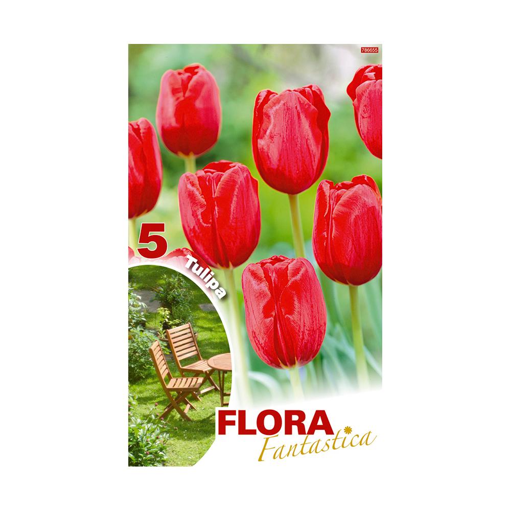 Bulbo Tulipán Darwin Rojo 5 uds