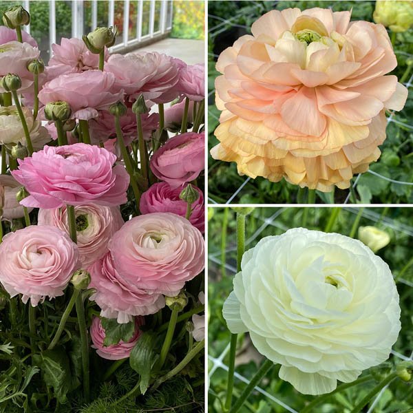 Pack of 3 Pastel Ranunculus 