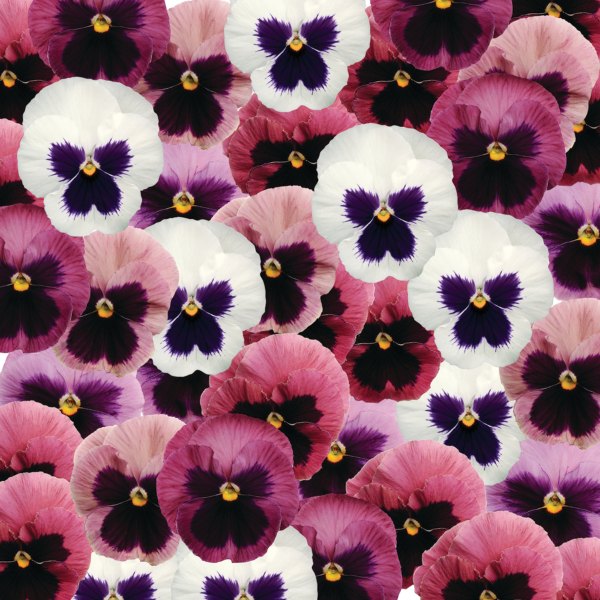 Viola 'Cool Pink' Mix | 3 x 10.5cm Pots