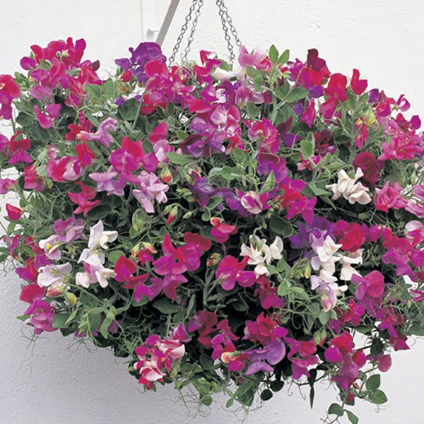 Pair of Prisma Hanging Baskets & Trailing Sweet Peas Plugs 