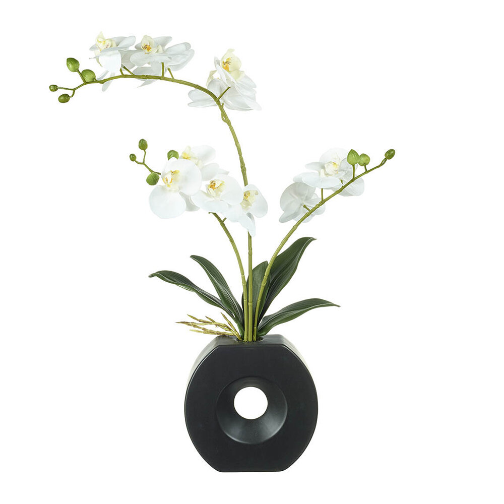 Parlane - Phalaenopsis Orchid in Vase