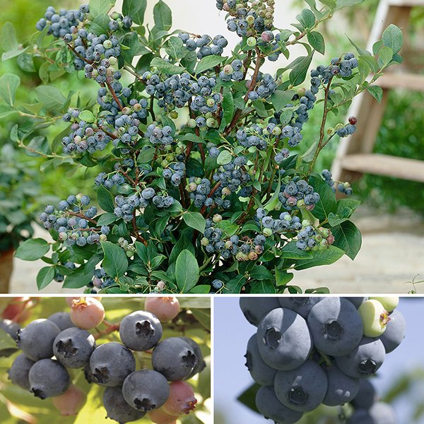 Set of Blueberry Plants (9cm) with GYO Planters