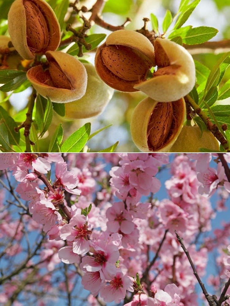 Prunus dulcis - Patio Almond Tree